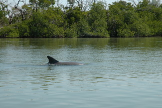 the friendly dolphin