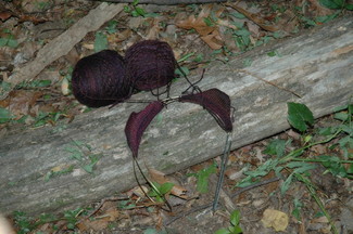 trekking socks on the trail