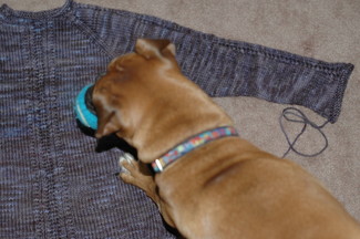 sweater and dog