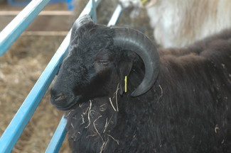 ram
