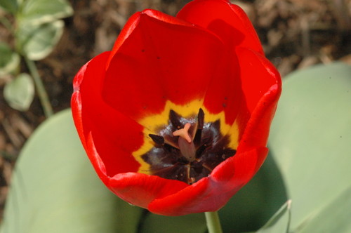 red tulip