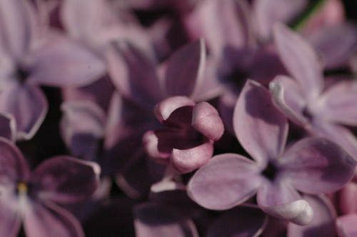 lilac