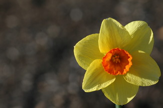 daffy