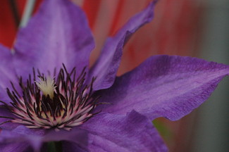 clematis