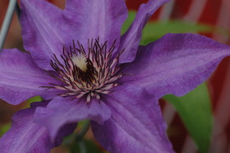 clematis