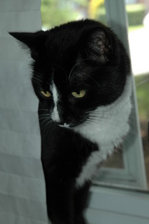 claw