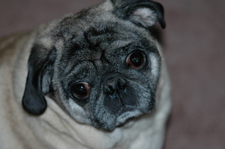 boris