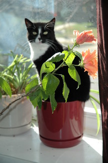 claw in a pot