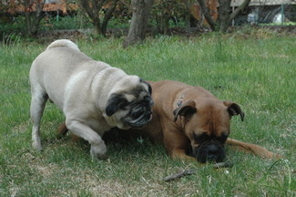 boris and ging
